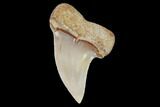 Mako Shark Tooth Fossil - Sharktooth Hill, CA #94701-1